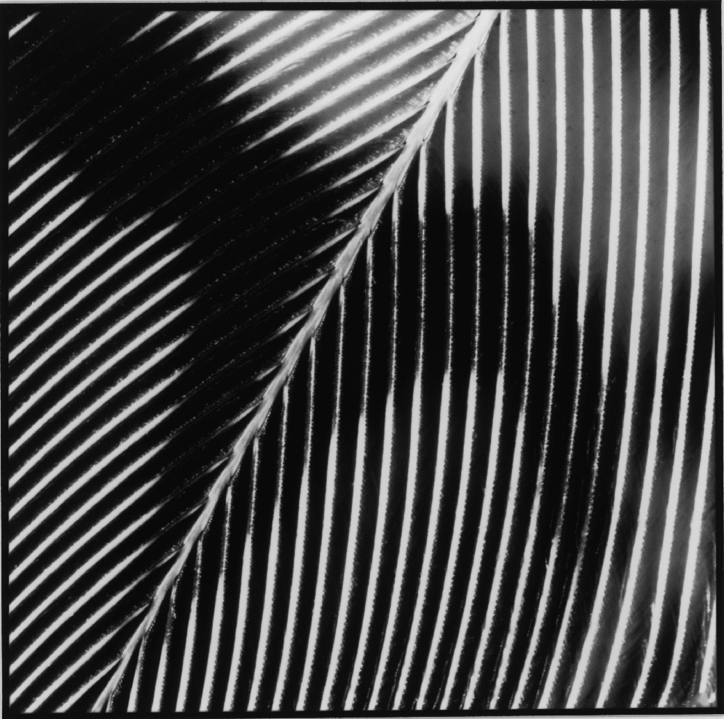 Schwarz-Weiß-Fotografie: geschwungene, dicht parallele Federstrahlen