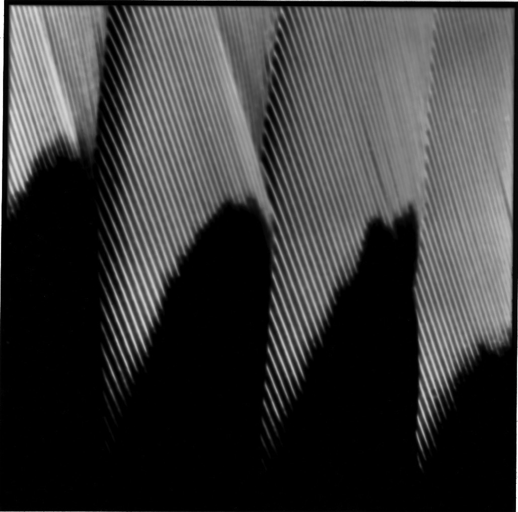 Schwarz-Weiß-Fotografie: diagonal verlaufende Federstreifen